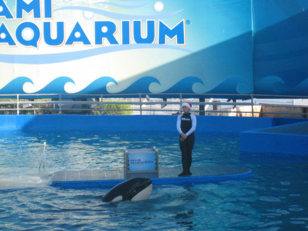 arium, orka Lolita