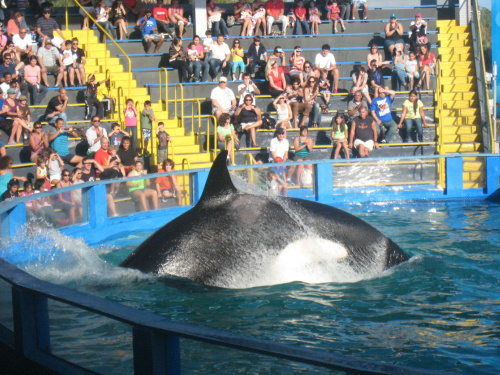 arium, orka Lolita