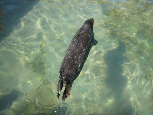 Miami Seaquarium