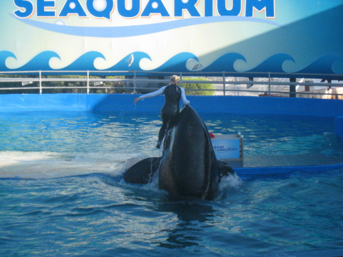 arium, orka Lolita