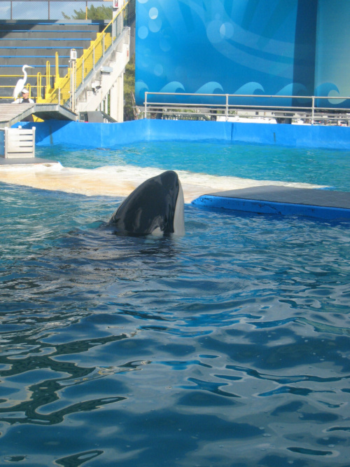 arium, orka Lolita