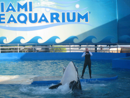 arium, orka Lolita