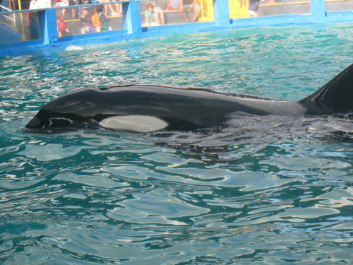 arium, orka Lolita