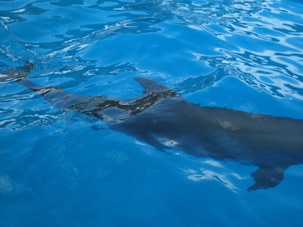 Miami Seaquarium