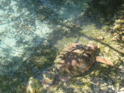 Miami Seaquarium