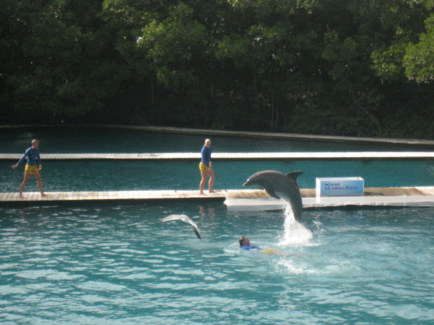 Miami Seaquarium