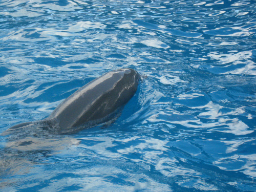 Miami Seaquarium