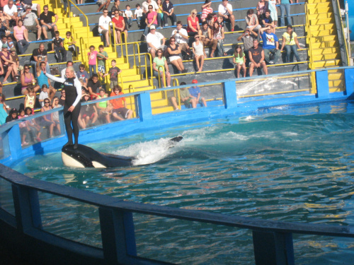 arium, orka Lolita