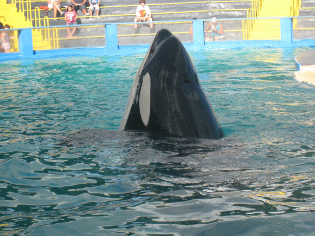 arium, orka Lolita