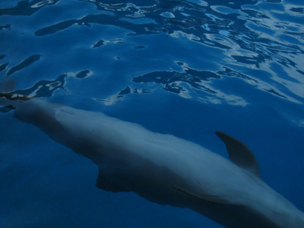 Miami Seaquarium