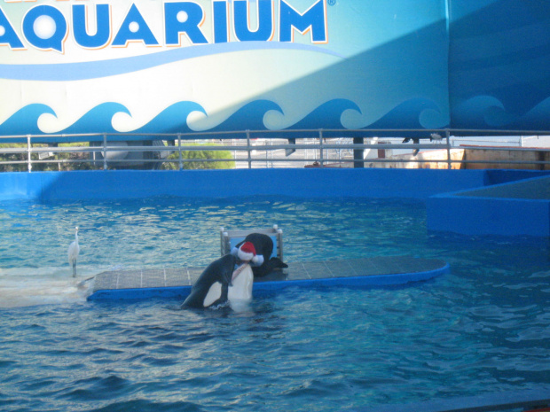 arium, orka Lolita