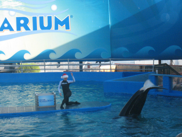 arium, orka Lolita