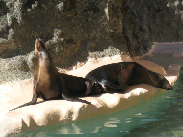 Miami Seaquarium