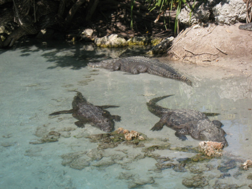 Miami Seaquarium