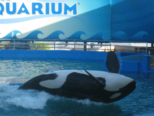 arium, orka Lolita