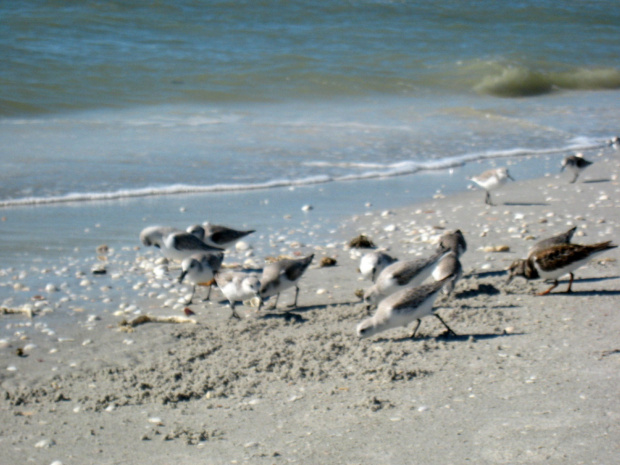 Sanibel Island