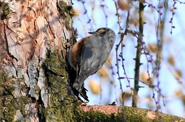 Kowalik, kowalik zwyczajny, bargiel (Sitta europaea) #Kowalik #KowalikZwyczajny