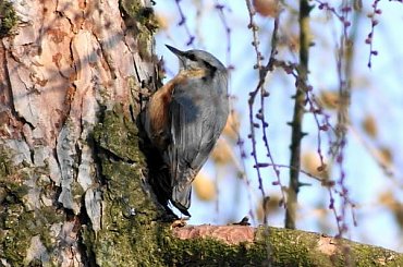 Kowalik, kowalik zwyczajny, bargiel (Sitta europaea) #Kowalik #KowalikZwyczajny
