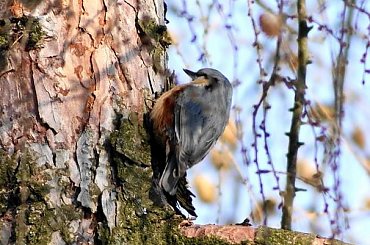 Kowalik, kowalik zwyczajny, bargiel (Sitta europaea) #Kowalik #KowalikZwyczajny