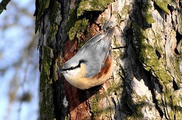 Kowalik, kowalik zwyczajny, bargiel (Sitta europaea) #Kowalik #KowalikZwyczajny