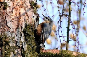 Kowalik, kowalik zwyczajny, bargiel (Sitta europaea) #Kowalik #KowalikZwyczajny