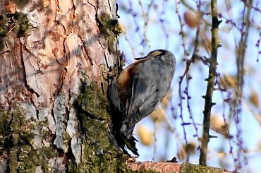 Kowalik, kowalik zwyczajny, bargiel (Sitta europaea) #Kowalik #KowalikZwyczajny