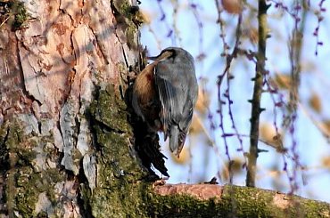 Kowalik, kowalik zwyczajny, bargiel (Sitta europaea) #Kowalik #KowalikZwyczajny