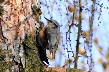 Kowalik, kowalik zwyczajny, bargiel (Sitta europaea) #Kowalik #KowalikZwyczajny