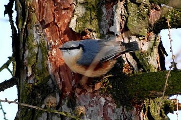 Kowalik, kowalik zwyczajny, bargiel (Sitta europaea) #Kowalik #KowalikZwyczajny