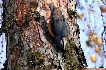 Kowalik, kowalik zwyczajny, bargiel (Sitta europaea) #Kowalik #KowalikZwyczajny