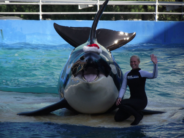 Miami Seaquarium, orka Lolita