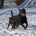 #rottka #rottweiler