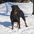 #rottka #rottweiler