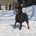 #rottka #rottweiler