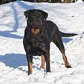 #rottka #rottweiler