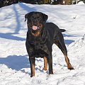 #rottka #rottweiler