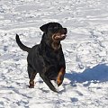 #rottka #rottweiler