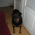 #rottka #rottweiler