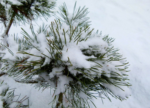 mini sosenka pod śniegową kołderką ... #mróz #ogród #śnieg #zima