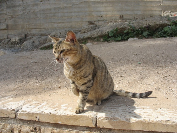 Miziasta koteczka - przy Ścianie Płaczu #Jerozolima #Koty