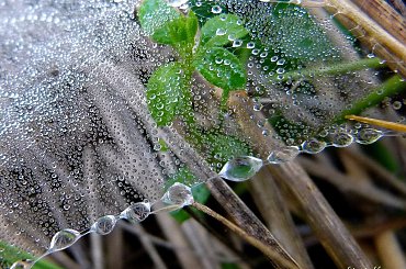 tak sobie wspominam :)) **** ulub. danusialuban **** #deszcz #jesień #kropelki #pajęczyna #rosa