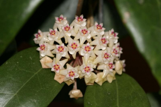 hoya verticilata