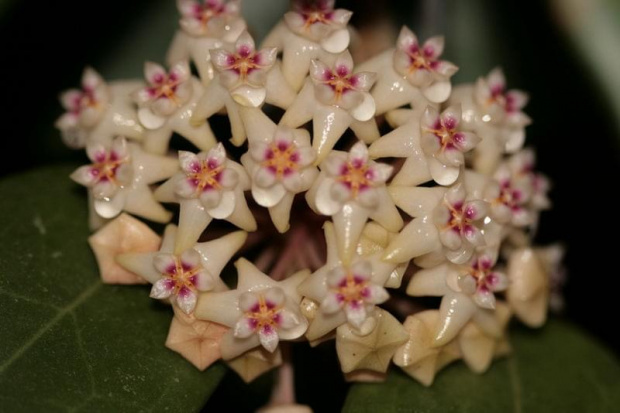 hoya verticilata