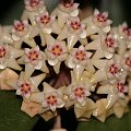 hoya verticilata