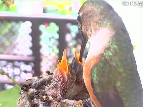 Młode kolibry rosną pod troskliwą opieka mamy. Phoebe wygląda na tym zdjęciu jak duży ptak, a przecież waży ok. 3,2 g.
http://phoebeallens.com/