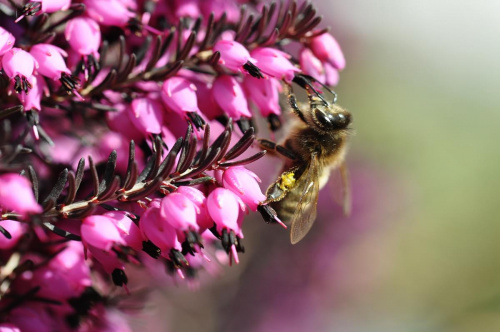 Pszczoła i wrzosiec