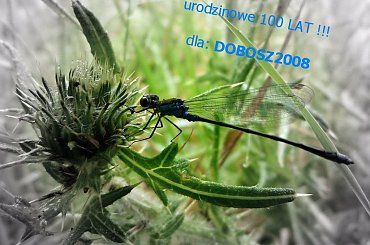 Z okazji Urodzin, życzę Ci dużo przygód, morza wrażeń,
moc słodyczy, nic goryczy !!! 100 LAT !!! #kwiaty #ogród #owady #ważki #życzenia #urodziny
