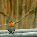 #ptaki #ogrody #natura #zima