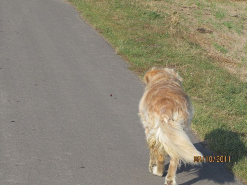 a ponieważ się śpieszyliśmy do Stolicy to należało pogonić Lady