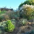 Ogród Traw - Yucca glauca